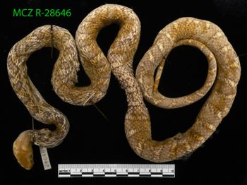 Media type: image;   Herpetology R-28646 Description: Specimen photo;  Aspect: whole body dorsal